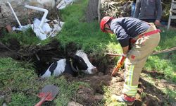 Kuyuya düşen 7 aylık gebe inek kurtarıldı