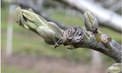 Salihli'de ceviz üreticilerine antraknoz uyarısı