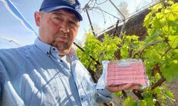 Sarıgöl Ovası'nda üzüm bağlarında 'Fenomen Tel' seferberliği