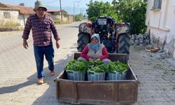 Üzümden önce yaprak kazandırdı