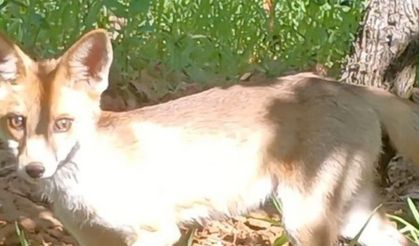 Tilkiyle göz göze geldi konuşarak uğurladı