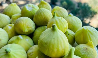 Ege’nin verimli toprakları destek bekliyor