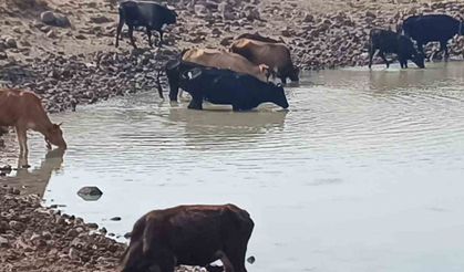 Köylüye ve doğaya hayat veren göletler kuruyor