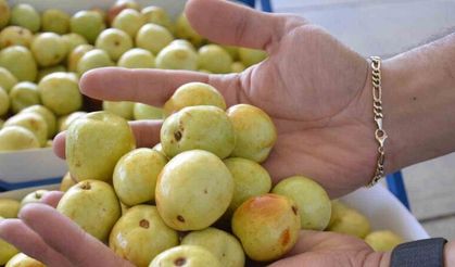 Demirci’de taze iri hünnap meyvesinin hasadı başladı