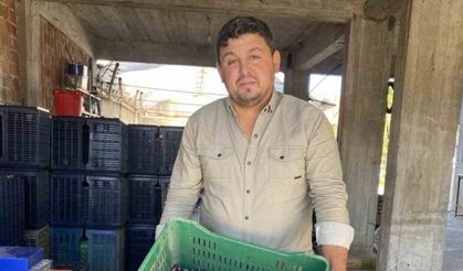 Alaşehir’de zeytinde rekolte düşük, kalite yüksek