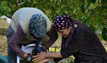 Demirci’de ceviz hasadına başlandı