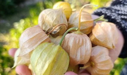 Manisa Demirci’de Altın Çilek bereketi