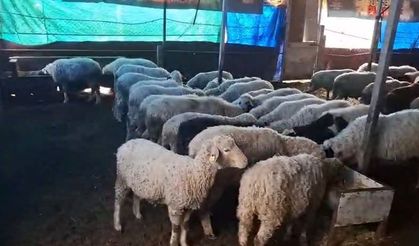 Hobi olarak 4 koyunla başlayan kardeşler 600 hayvan sayısına ulaştı