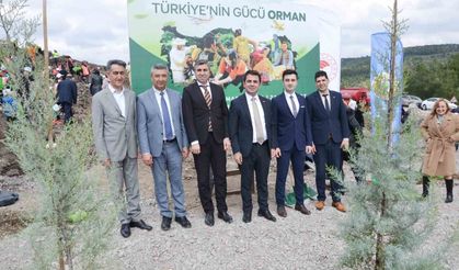 Manisa'da yanan alanlar yeniden yeşeriyor