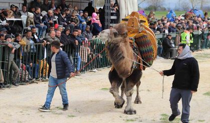 Saruhanlı'da deve güreşlerine binlerce vatandaş akın etti
