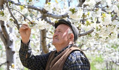 Demirci'de 800 bin kiraz ağacı çiçek açtı