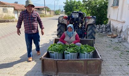 Üzümden önce yaprak kazandırdı