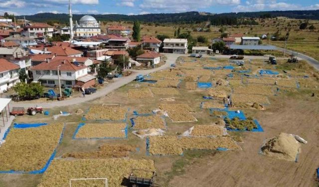 Demirci’nin yaylalarında yetişen kuru fasulyede hasat başladı