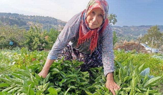 Halise Teyze Manisa Demirci’de ilk kez Pepino yetiştirdi
