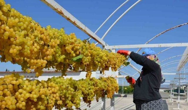 Tel sergiyle üzüm 1 numara yükseliyor