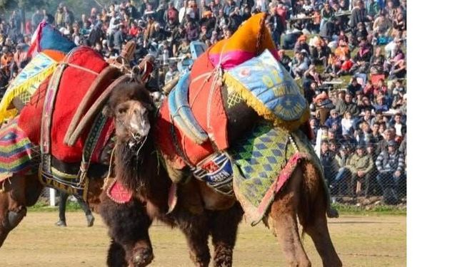 2. Geleneksel Deve Güreşi Festivali İzmir Bayındır Çırpı’da Coşkuyla Gerçekleşecek