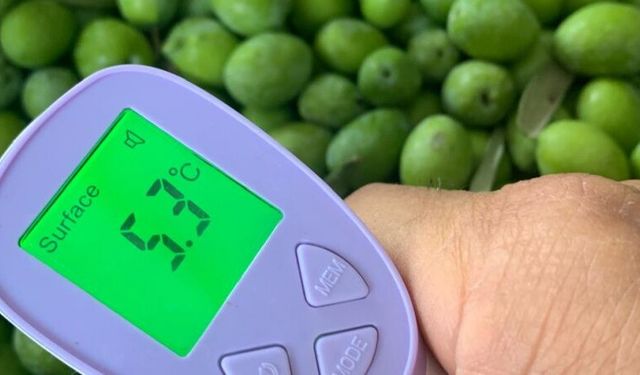 Manisa Köprübaşı’nda Üretilen Hermus Zeytinyağı Dünya 6’ncısı oldu