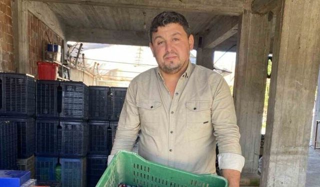 Alaşehir’de zeytinde rekolte düşük, kalite yüksek