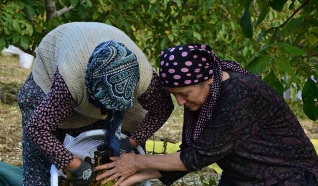 Demirci’de ceviz hasadına başlandı