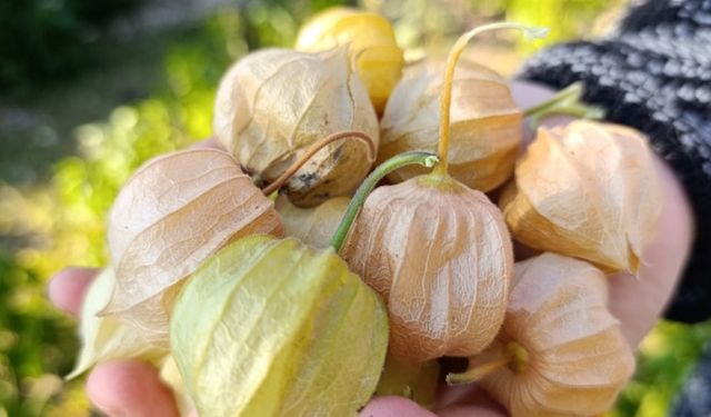 Manisa Demirci’de Altın Çilek bereketi