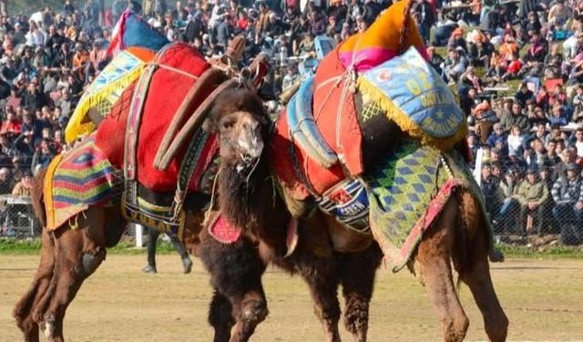 Bu Pazar Yapılacak Olan 5. Kemalpaşa Damlacık Deve Güreşleri Festivali İptal Edildi