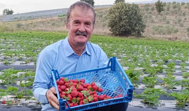 Kasım Ayında Köprübaşı İlçesinde Çilek Bereketi
