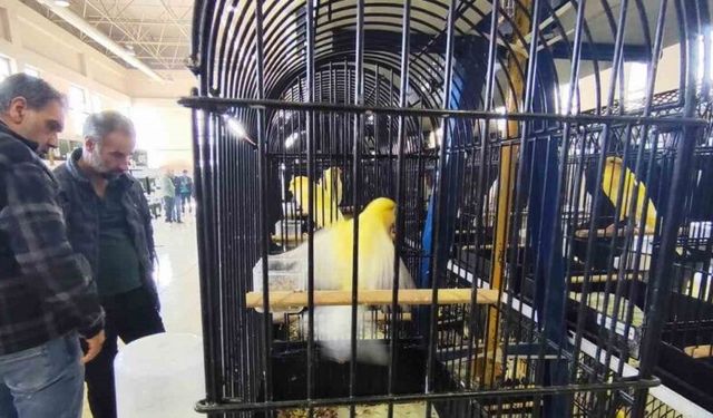 Manisa’da 3 bin kanarya yarıştı