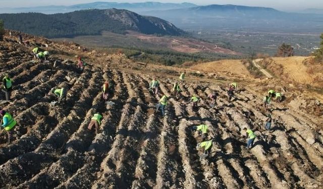 Akhisar’da yanan alanlar yeniden yeşeriyor: 2 milyon 325 bin fidan toprakla buluşacak