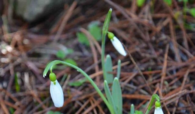 Bu çiçeği koparmanın bedeli dudak uçuklatıyor