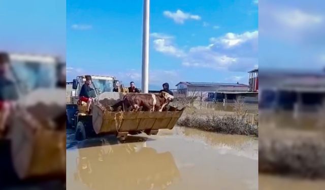 Selde mahsur kalan inekler boğulmaktan kurtarıldı