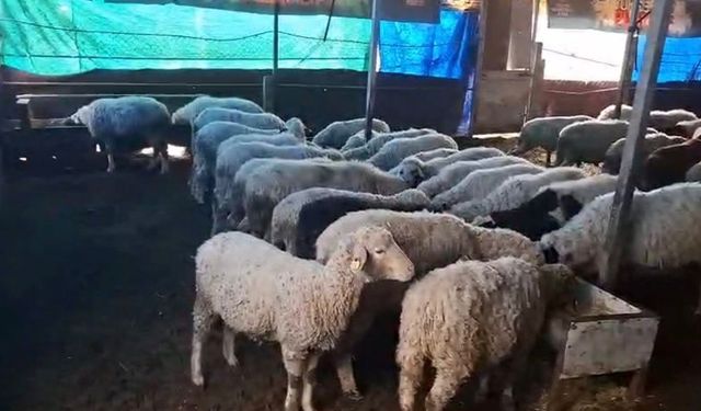 Hobi olarak 4 koyunla başlayan kardeşler 600 hayvan sayısına ulaştı