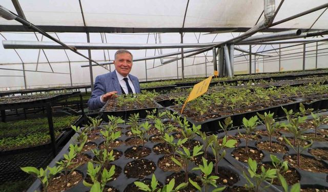 Honaz'da 8 Mart'a özel 8 bin çiçek kadınlara dağıtılacak