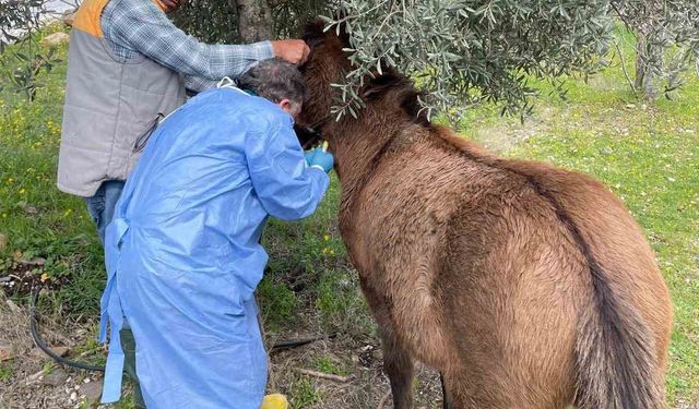 İncirliova'da Afrika At Vebası'na karşı çalışma başlatıldı