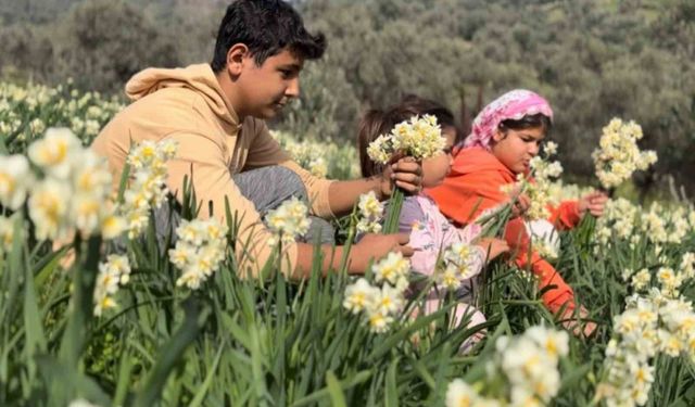Mis kokulu nergis bilime de ilham kaynağı oluyor