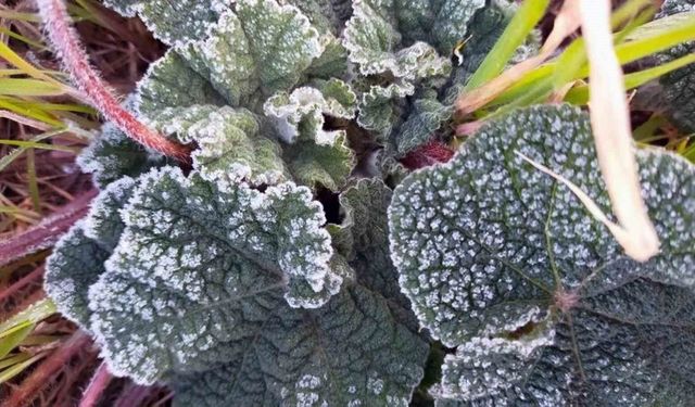 Muğla 5 gün soğuk havanın etkisinde olacak