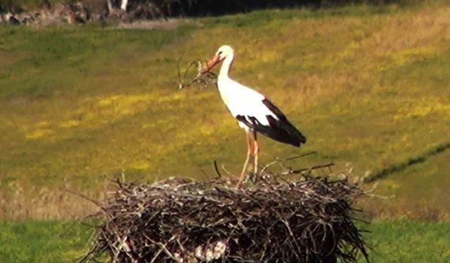 Bu da Leyleğin hırsızı