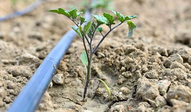 Gördes'te 73 bin domates fidesi toprakla buluşuyor