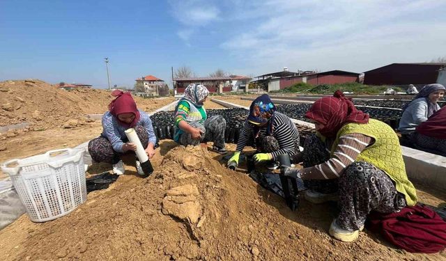 İki kardeşten üzüm fidanında büyük başarı