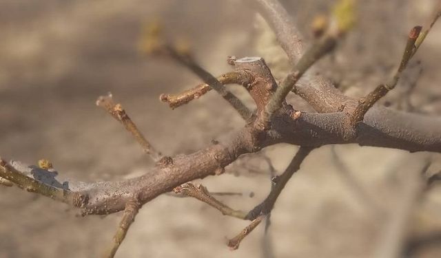 Manisa'da meyve ağaçlarına ateş yanıklığı uyarısı