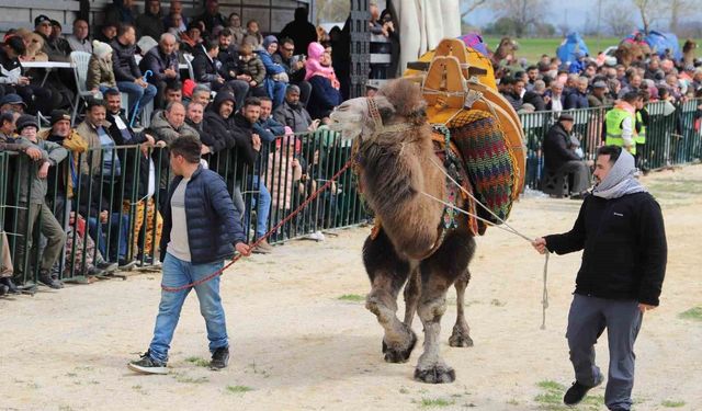 Saruhanlı'da deve güreşlerine binlerce vatandaş akın etti