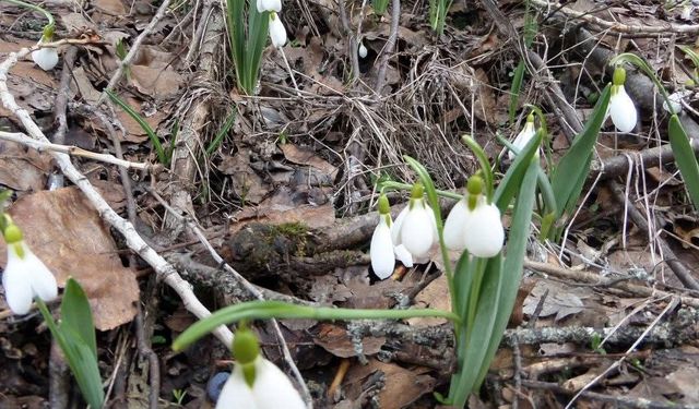 DEMİRCİ DAĞLARINDAKİ KARDELENLERİ KOPARMANIN CEZASI 699 BİN TL