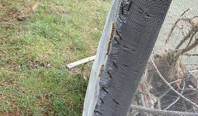 Çam ormanlarında 'Kese kurdu' alarmı