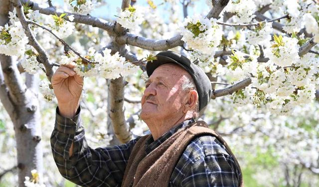 Demirci'de 800 bin kiraz ağacı çiçek açtı