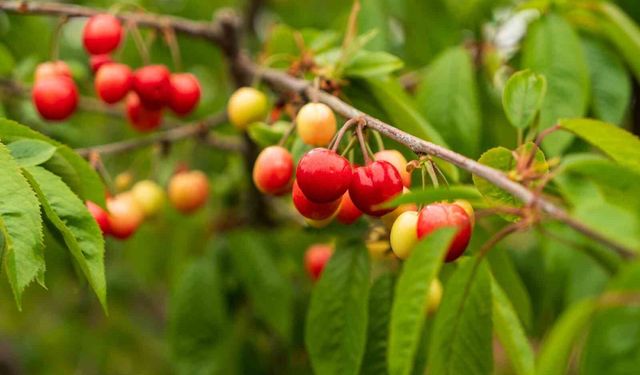 Kuzey yarımkürenin ilk kirazı rekor fiyatla satıldı