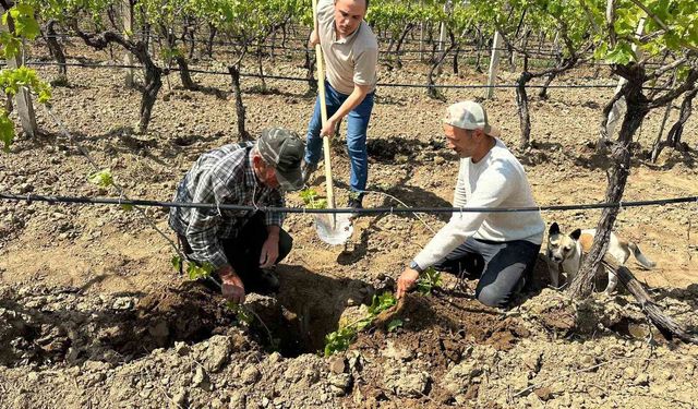 TARİŞ'ten bağlara yakın takip