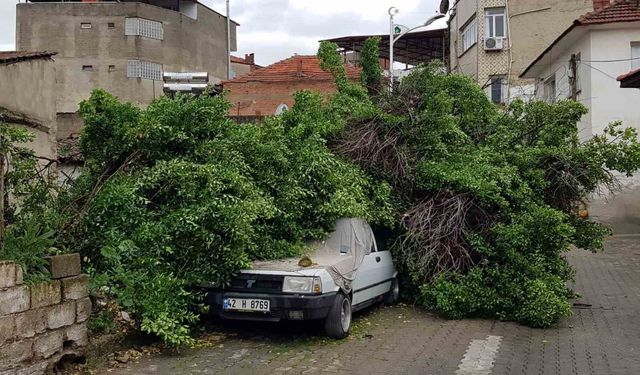 Asırlık ağaç park halindeki aracın üzerine devrildi