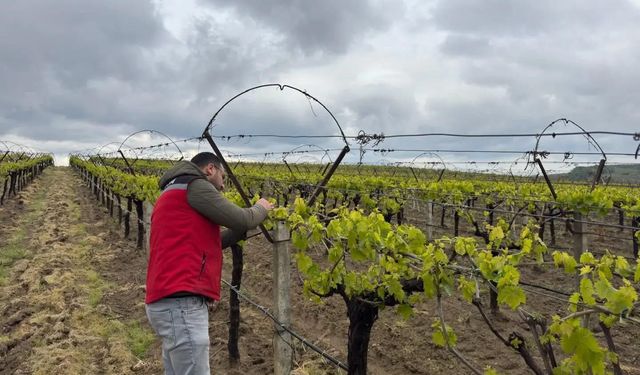 Sarıgöl'de hava sıcaklığı dalgalanmaları tarım alanlarında incelendi