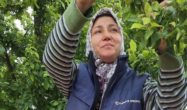 Yaz meyvelerinde bereket üreticinin yüzünü güldürdü