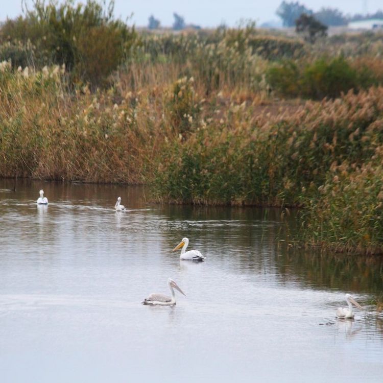 EKODOSD Başkanı Sürücü: 'Söke Ovası antik dönemdeki deniz görünümüne döndü'