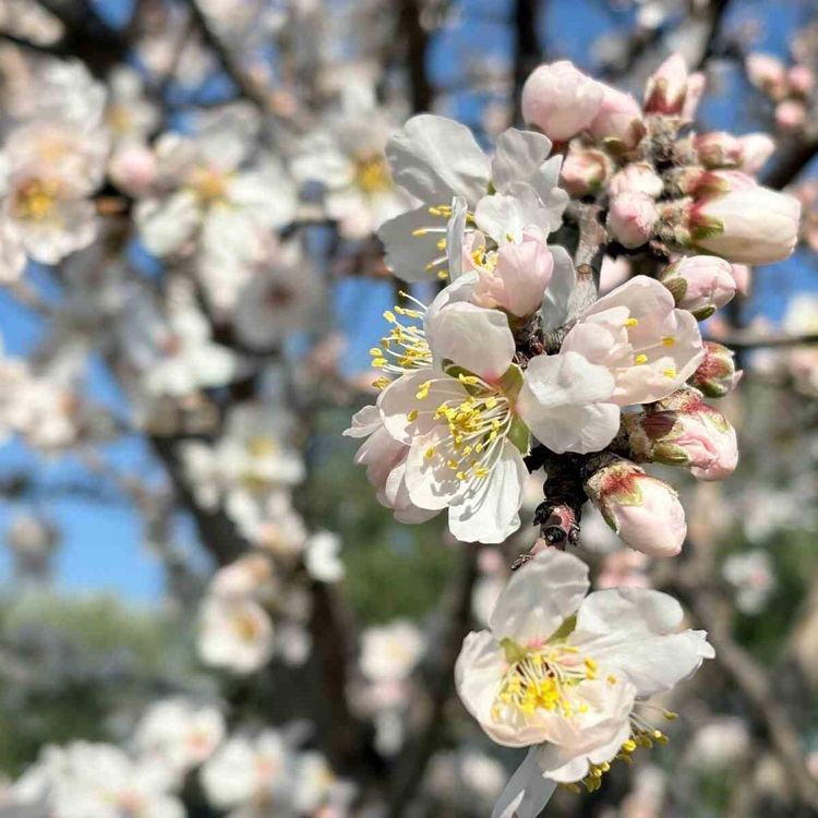 Erken çiçek açan badem ağaçları üreticiyi tedirgin etti